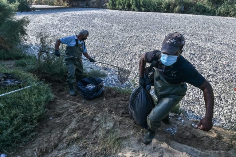 Βόλος: Κηρύχθηκε κατάσταση έκτακτης ανάγκης εξαιτίας των νεκρών ψαριών