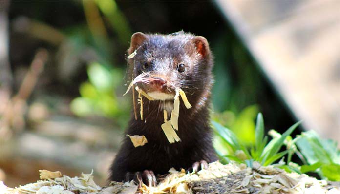 mink_050721_2